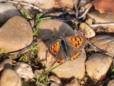 Cuivré commun (Le), Argus bronzé (L'), Bronzé (Le) Lycaena phlaeas (Linnaeus, 1760)