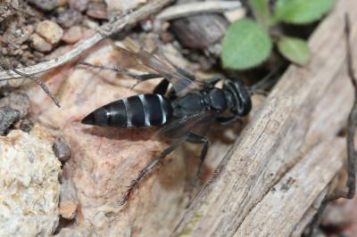  Liris niger (Fabricius, 1775)