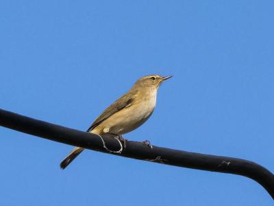 Pouillot véloce Phylloscopus collybita (Vieillot, 1887)