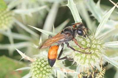 Sphex flavipennis Fabricius, 1793