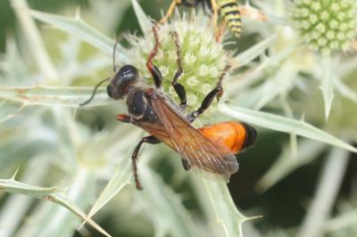  Sphex flavipennis Fabricius, 1793