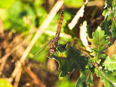 Trithémis annelé (Le) Trithemis annulata (Palisot de Beauvois, 1807)