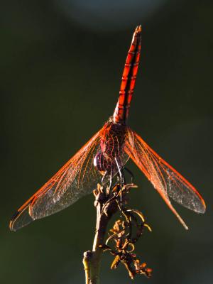 Trithémis annelé (Le) Trithemis annulata (Palisot de Beauvois, 1807)
