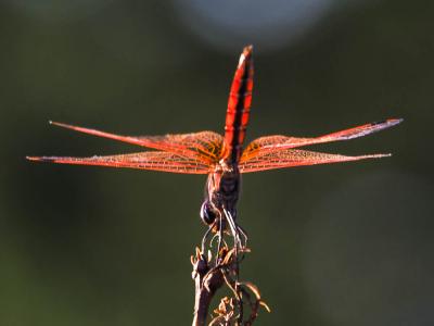 Trithémis annelé (Le) Trithemis annulata (Palisot de Beauvois, 1807)