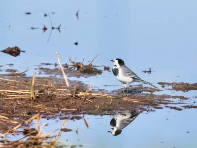Bergeronnette grise Motacilla alba Linnaeus, 1758