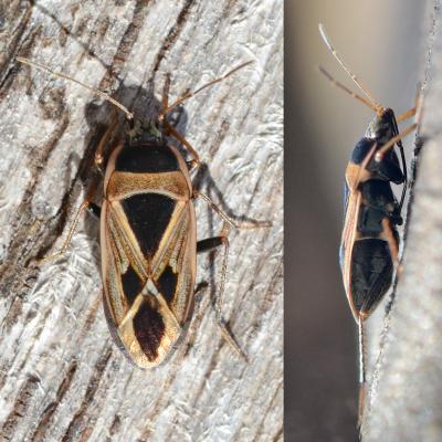  Xanthochilus saturnius (Rossi, 1790)