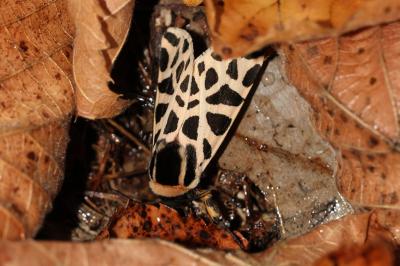 Ecaille tesselée (L'), Ecaille pudique (L') Cymbalophora pudica (Esper, 1785)