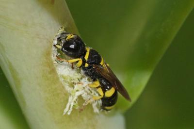  Ectemnius hypsae (De Stefani, 1894)