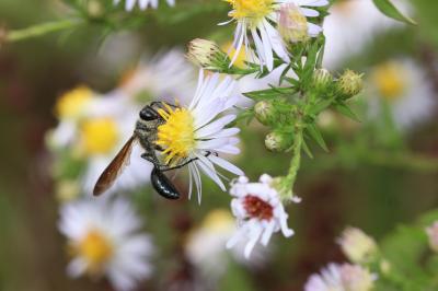  Isodontia mexicana (Saussure, 1867)