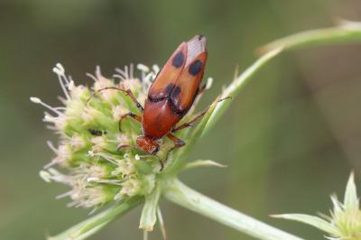  Macrosiagon bimaculata (Fabricius, 1787)