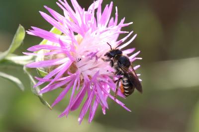  Megachile octosignata Nylander, 1852