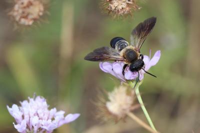  Megachile sculpturalis Smith, 1853