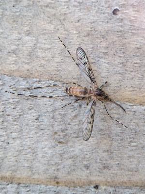 Cousin annelé Culiseta annulata (Schrank, 1776)