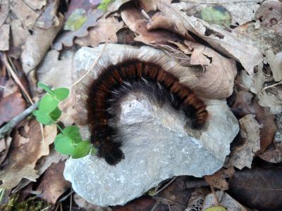 Bombyx de la Ronce (Le), Polyphage (La) Macrothylacia rubi (Linnaeus, 1758)