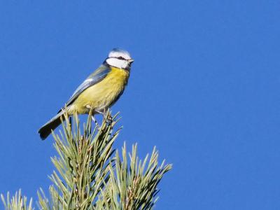Mésange bleue Cyanistes caeruleus (Linnaeus, 1758)
