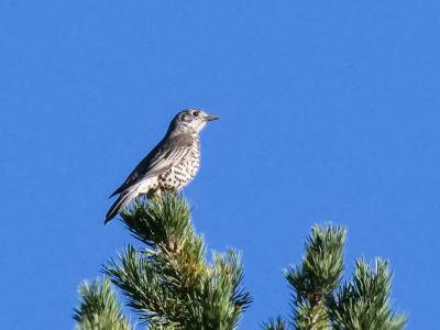 Grive draine Turdus viscivorus Linnaeus, 1758