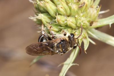 Nomiapis bispinosa (Brullé, 1832)