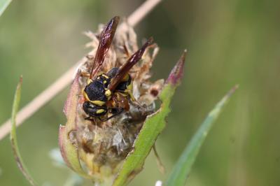  Parodontodynerus ephippium (Klug, 1817)