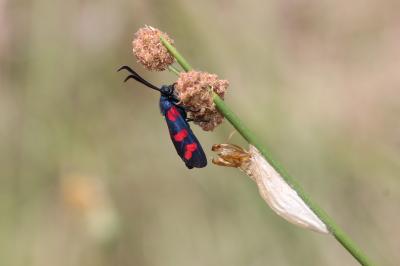 Zygène du Pied-de-Poule (La), Zygène des Lotiers ( Zygaena filipendulae (Linnaeus, 1758)