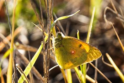 Souci (Le) Colias crocea (Geoffroy in Fourcroy, 1785)