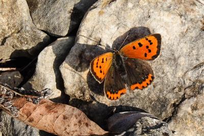 Cuivré commun (Le), Argus bronzé (L'), Bronzé (Le) Lycaena phlaeas (Linnaeus, 1760)