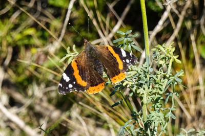 Vulcain (Le), Amiral (L'), Vanesse Vulcain (La), C Vanessa atalanta (Linnaeus, 1758)