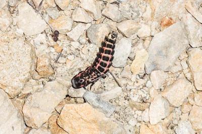 Ver luisant, Lampyre Lampyris noctiluca (Linnaeus, 1758)