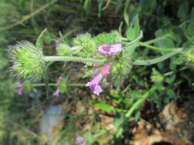 Sariette commune, Grand Basilic Clinopodium vulgare L., 1753