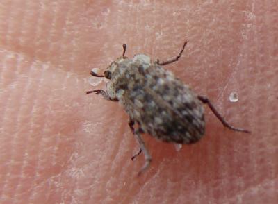  Leichenum pulchellum (Lucas, 1846)