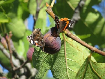 Vulcain (Le), Amiral (L'), Vanesse Vulcain (La), C Vanessa atalanta (Linnaeus, 1758)