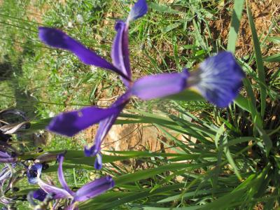 Iris maritime Iris reichenbachiana Klatt, 1866