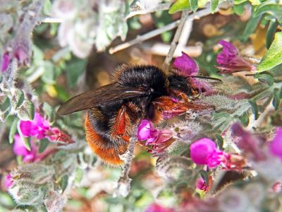 Bourdon à pattes rouges Bombus xanthopus Kriechbaumer, 1870