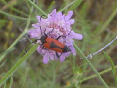  Stictoleptura cordigera (Fuessly, 1775)