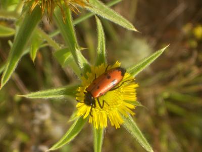 Mylabre à quatre points Mylabris quadripunctata (Linnaeus, 1767)