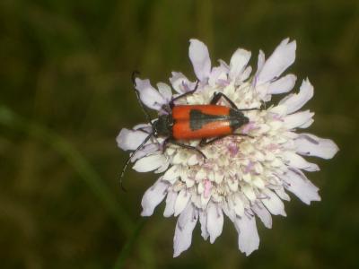  Stictoleptura cordigera (Fuessly, 1775)