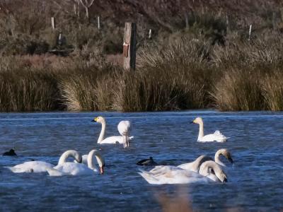Cygne de Bewick Cygnus columbianus (Ord, 1815)
