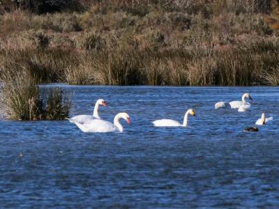 Cygne de Bewick Cygnus columbianus (Ord, 1815)