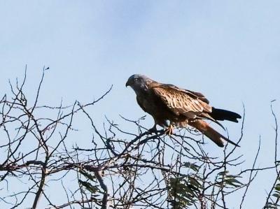 Milan royal Milvus milvus (Linnaeus, 1758)