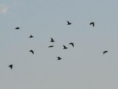 Courlis cendré Numenius arquata (Linnaeus, 1758)