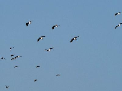 Vanneau huppé Vanellus vanellus (Linnaeus, 1758)