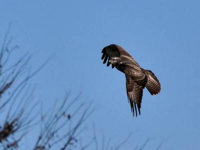 Buse variable Buteo buteo (Linnaeus, 1758)