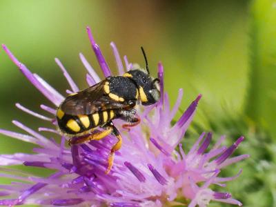  Pseudoanthidium scapulare (Latreille, 1809)