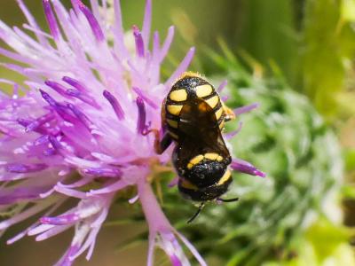  Pseudoanthidium scapulare (Latreille, 1809)
