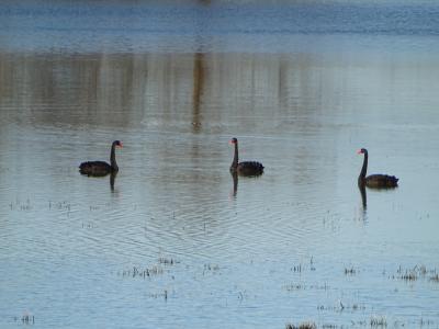 Cygne noir Cygnus atratus (Latham, 1790)