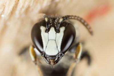  Hylaeus leptocephalus (Morawitz, 1870)