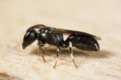  Hylaeus leptocephalus (Morawitz, 1870)