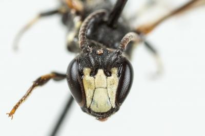  Hylaeus angustatus (Schenck, 1861)
