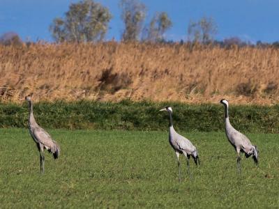 Grue cendrée Grus grus (Linnaeus, 1758)