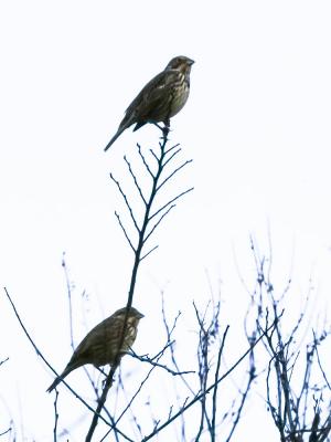 Bruant proyer Emberiza calandra Linnaeus, 1758