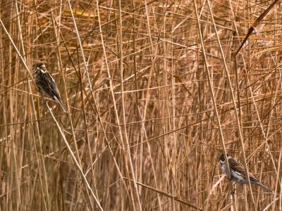 Bruant des roseaux Emberiza schoeniclus (Linnaeus, 1758)